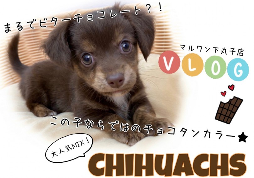【 チワックス 】愛くるしくさ満点！！お腹を見せて甘える姿に胸キュン間違いなし！