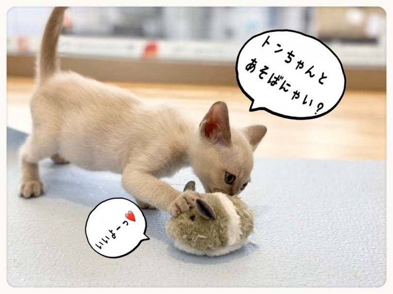 この性格が最高の癒し | トンキニーズ （312010） - 港北ニュータウン店
