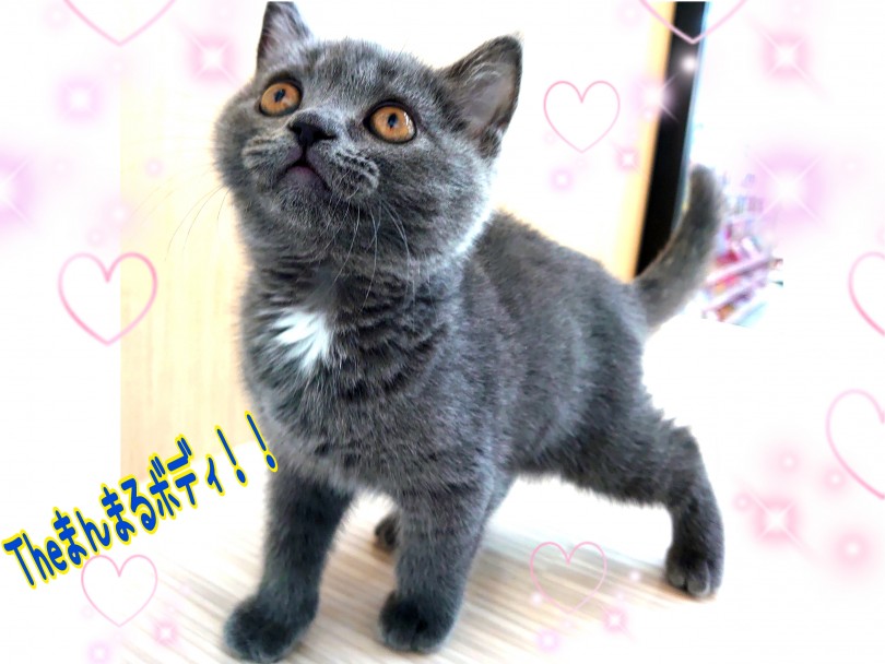 ブリちゃんとにかく全体がまんまるなんです！ | ブリティッシュショートヘア （130318） - 高井戸店
