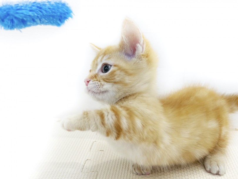 猫じゃらしにパンチをしようとしているのですが、全く届いてませんね(笑) | マンチカン （814680） - 大和 相模大塚店