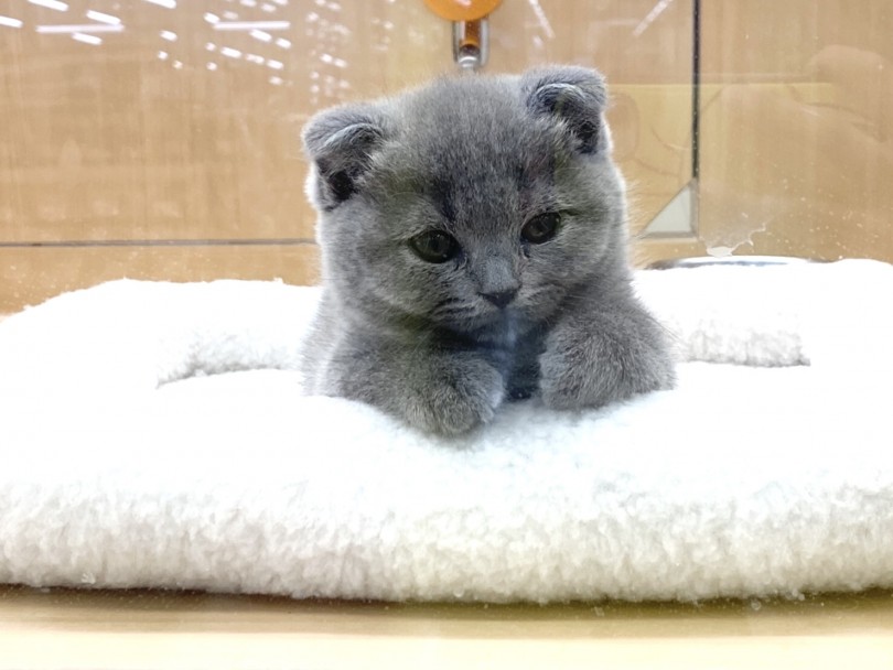 見た目も性格も本当にかわいい子です。 | スコティッシュフォールド （118553） - 城山店