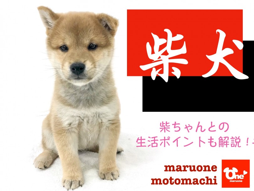 【 柴犬 】溢れる可愛さ！柴の子犬が元町店に登場！生活ポイントも解説！