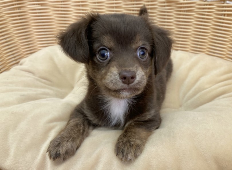 食べてしまいたくなるようなビターなチョコレートカラーが可愛いチョコタン♡ | MIX犬 チワックス （116555） - 下丸子店