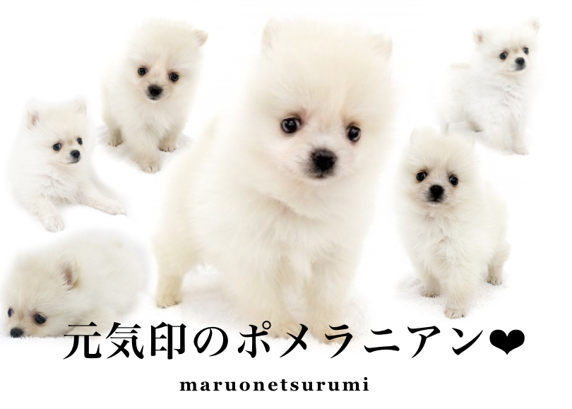 【 ポメラニアン 】コットンフラワーの様な被毛！愛らしさ満点ポジティブガール！