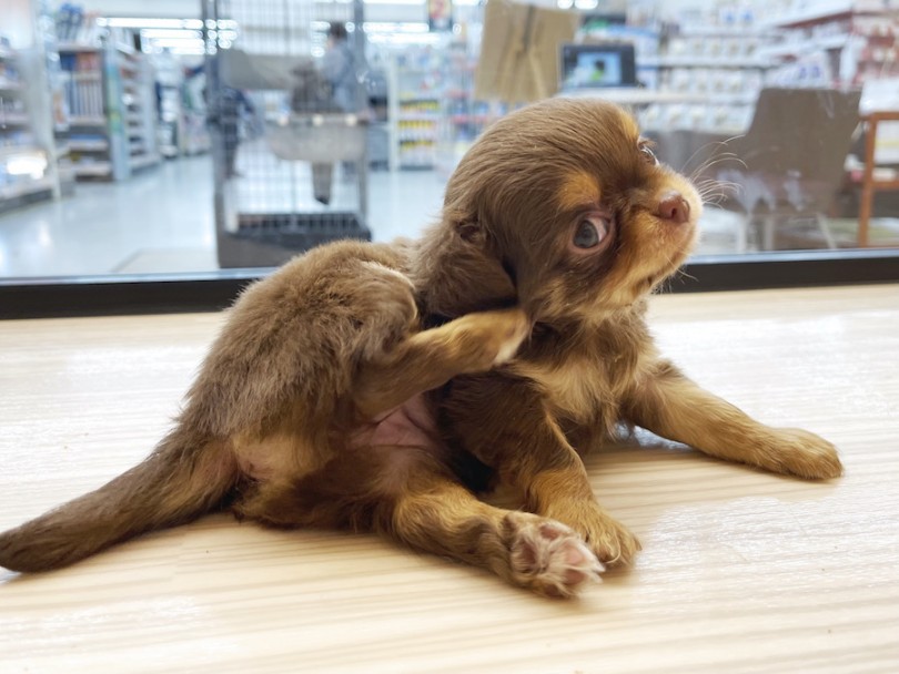 掻きたいけど足が短くて掻けてない！！ | チワワ （814677） - 大和 相模大塚店