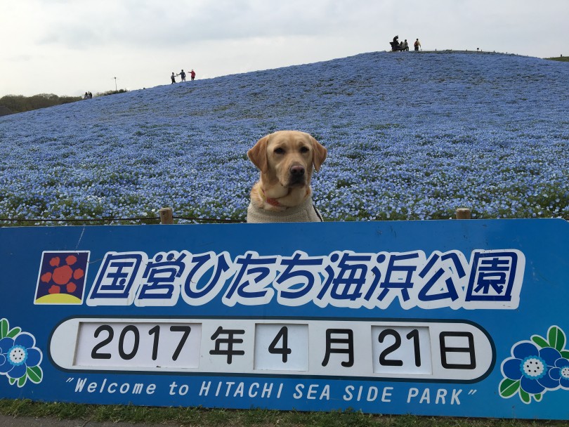 今回のおすすめ場所:国営ひたち海浜公園 | ペットショップ店員の小旅行  - 横浜 白楽店