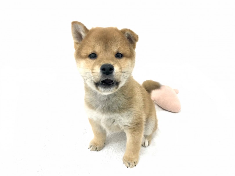 【基礎知識】柴犬の犬種特性を理解しよう！ | 柴犬 （140638） - 横浜 元町店