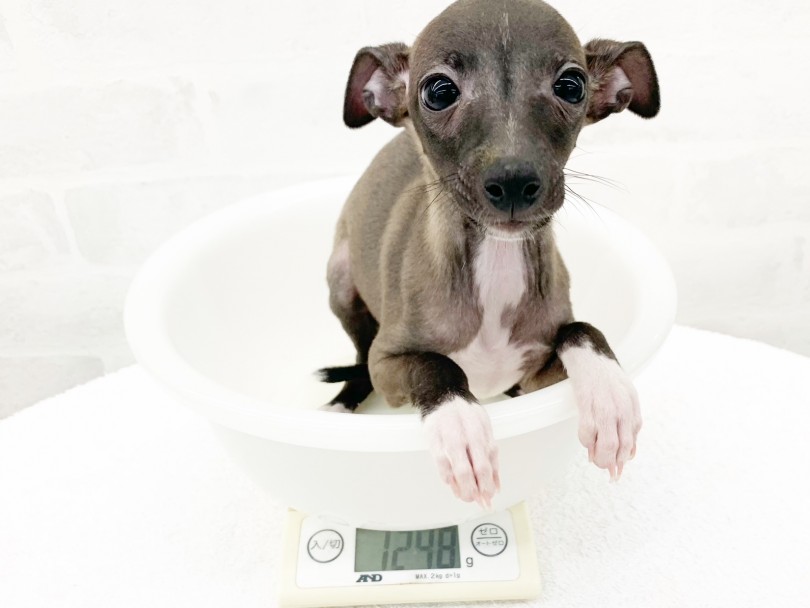 フレンドリーな性格で多頭飼い向き！ | イタリアングレーハウンド （014371） - 東日暮里店
