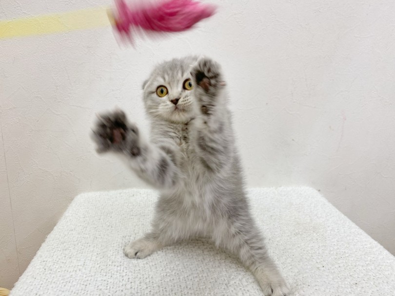 お店では実際に猫じゃらしで遊んでみることもできます | スコティッシュフォールド （116544） - 下丸子店