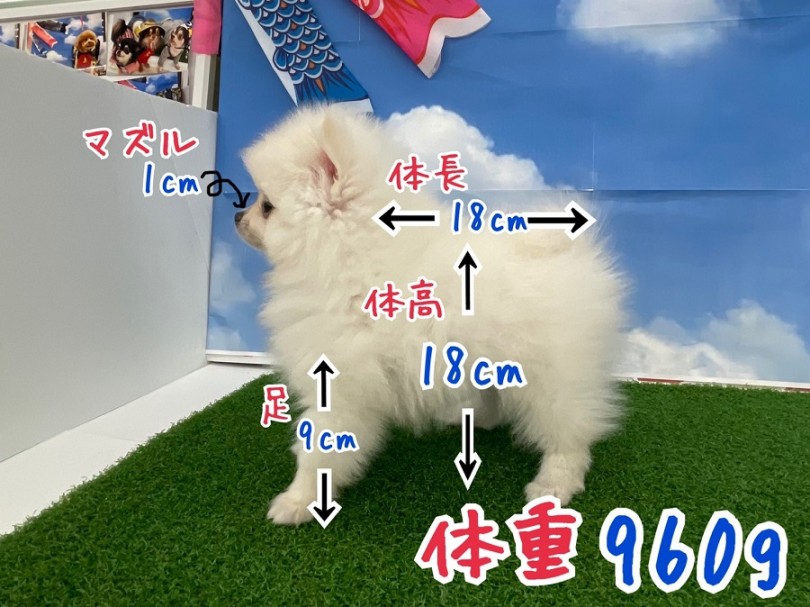 どこからみてもまん丸ポメラニアン君 | ポメラニアン （312008） - 港北ニュータウン店