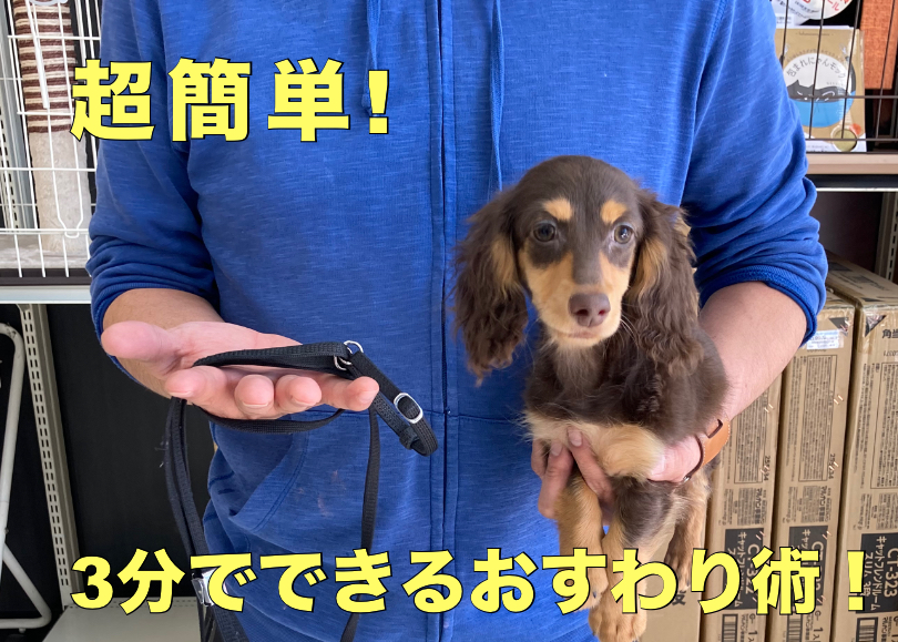 【 トレわんこ 】小技伝授！3分でできる！「おすわり」を覚えさせる4ステップ！