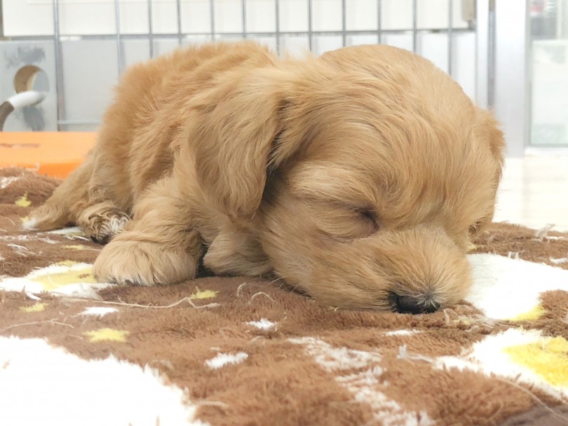 一度抱っこしたらもう離れられなくなること間違いなしですよ♪ | MIX犬 マルプー （512720） - 本羽田店