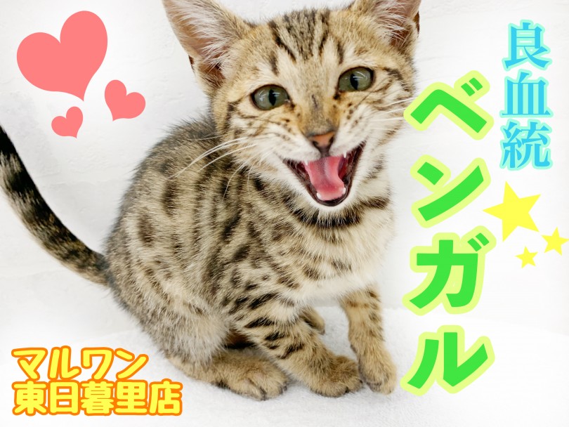 【 ベンガル 】良血統を受け継ぐ、ワイルドと甘えん坊のギャップ萌え！