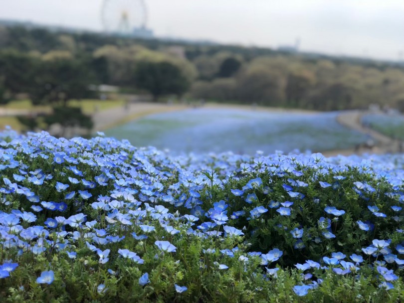 4月中旬から5月の初旬までひたち海浜公園で楽しむことができるネモフィラ | ペットショップ店員の小旅行  - 横浜 白楽店