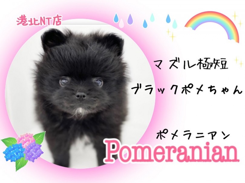 【 ポメラニアン 】マズル極短！毛量たっぷりブラックカラーのプレミアムたぬきポメ