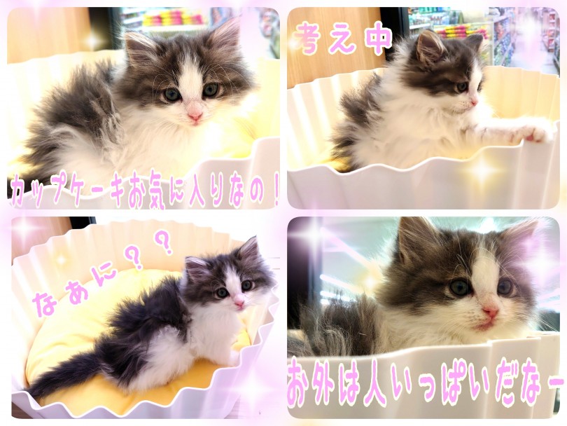 マイペースにのんびり過ごすタイプです！ | ノルウェージャンフォレストキャット （130322） - 高井戸店