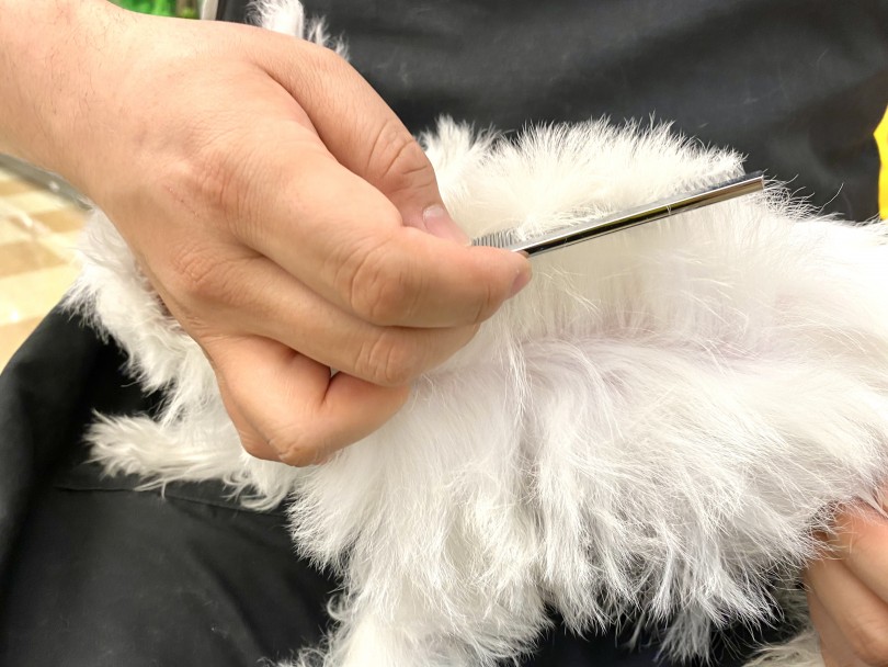 手入れがしやすい毛質 | ウェストハイランドホワイトテリア （118549） - 城山店