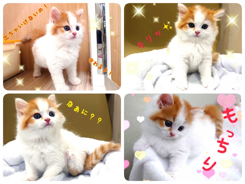 しつけも任せて！とっても賢いわんちゃんみたいなにゃんこ！ | サイベリアン （130324） - 高井戸店