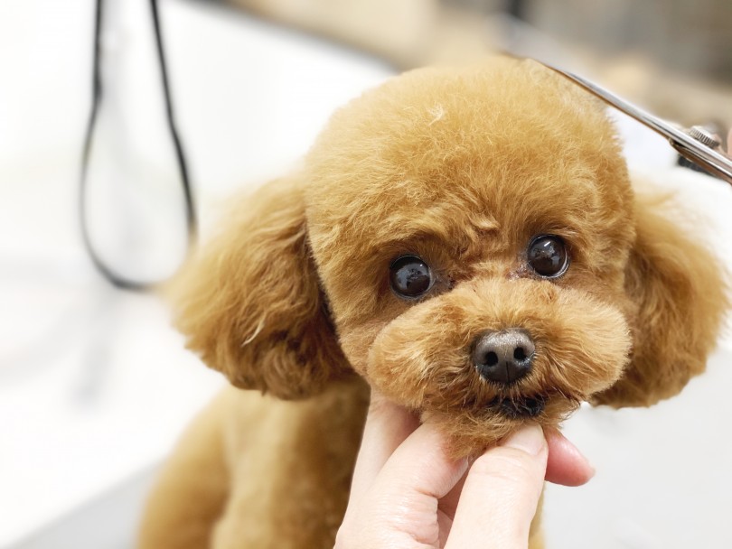 ポムちゃんのカットスタイル | 第一回Motomachi Wancoモデル犬紹介！ - 横浜 元町店