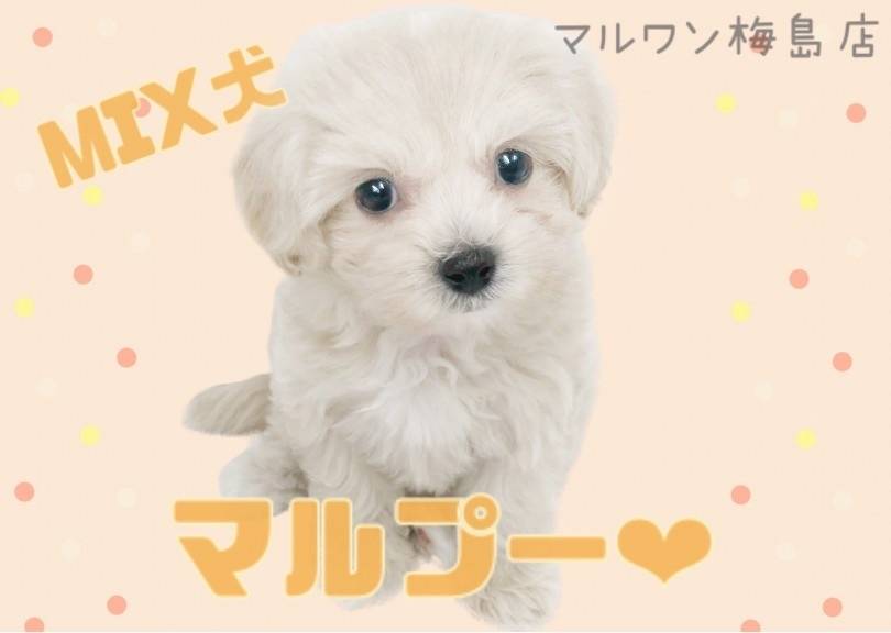 【 MIX・マルプー 】いい子に育てるためのしつけのポイント教えます！