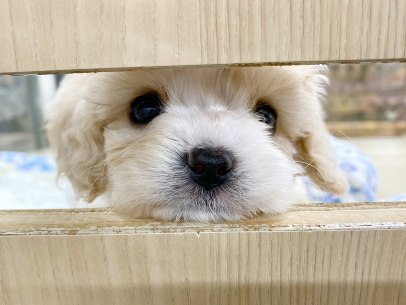 ご飯を食べて満足なキャバションちゃん | MIX犬 キャバション （413015） - さいたま 武蔵浦和店