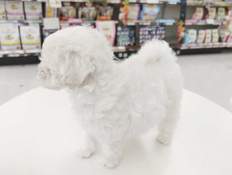 ワンちゃん初心者にもオススメ！マルプーの魅力はここだ！ | MIX犬 マルプー （512727） - 本羽田店
