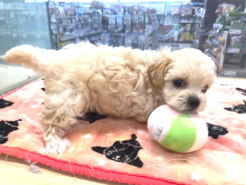 マルプーちゃんと一緒に素敵なドッグライフを始めましょう！ | MIX犬 マルプー （119287） - 梅島店