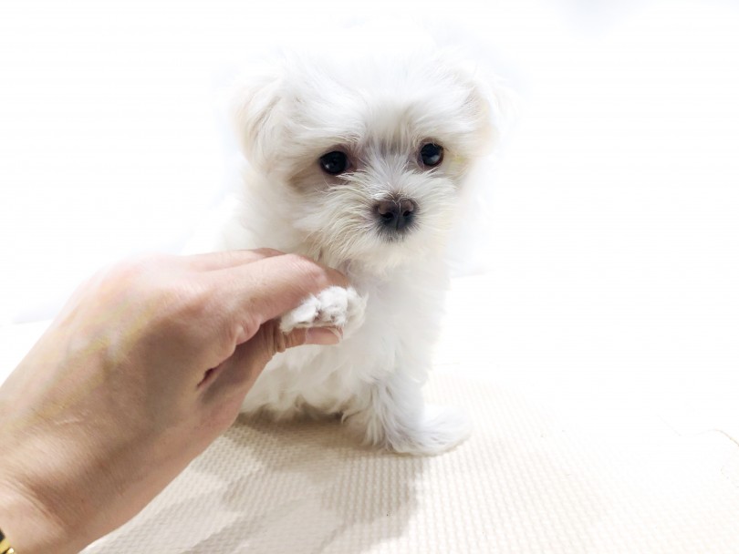 成犬時には2.5kg前後になると予想 | マルチーズ （11836） - 横浜 白楽店
