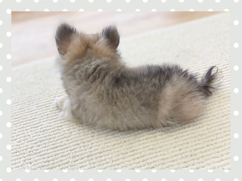 明るい性格で、とても賢くしつけしやすい犬種 | チワワ （312019） - 港北ニュータウン店
