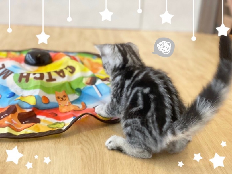 アメリカンショートヘアは初めて猫を飼う人にも飼いやすい猫さんです。 | アメリカンショートヘア （312014） - 港北ニュータウン店