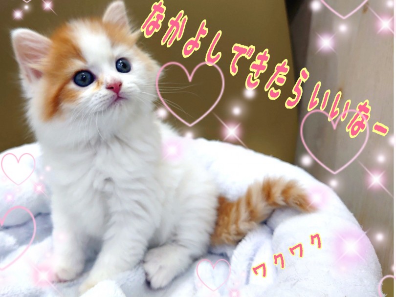 お顔もフォルムも性格も良い3拍子揃った最高のにゃんこ！ | サイベリアン （130324） - 高井戸店
