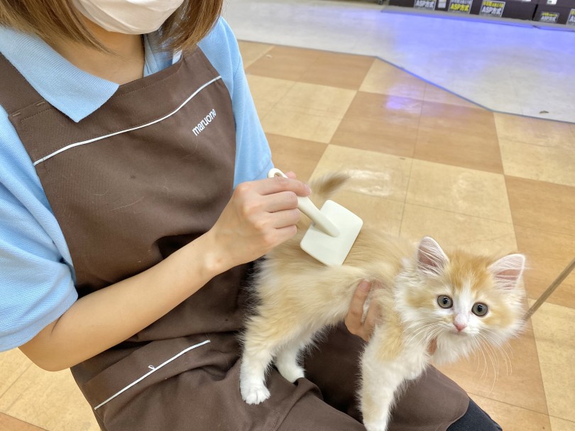 ラガマフィンの特徴とお手入れ | ラガマフィン （116564） - 下丸子店
