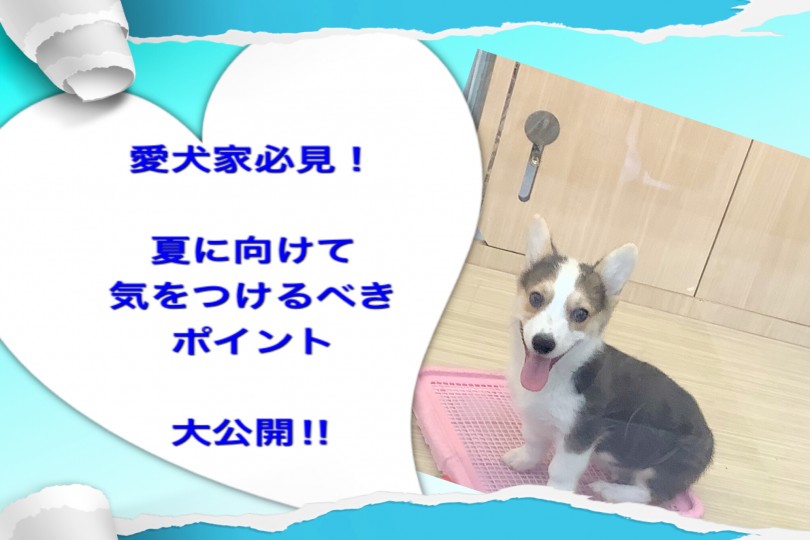 【 お役立て 】愛犬家必見！ 夏に向けて気を向けるべきポイント！