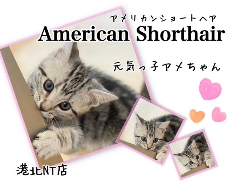 【 アメリカンショートヘア 】シルバータビー模様が綺麗な元気印の女の子