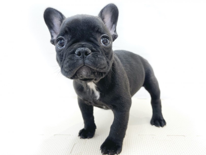 フレブルの魅力と嗅覚を重要視した飼育方法 | フレンチブルドッグ （814682） - 大和 相模大塚店