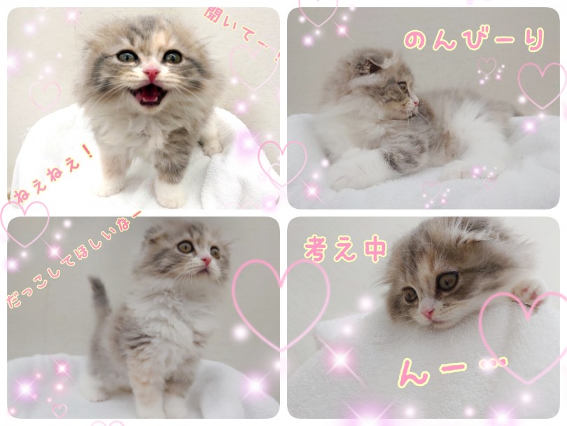 初めて猫ちゃんを迎えるお家にもおすすめです♪ | スコテッシュフォールド （130325） - 高井戸店