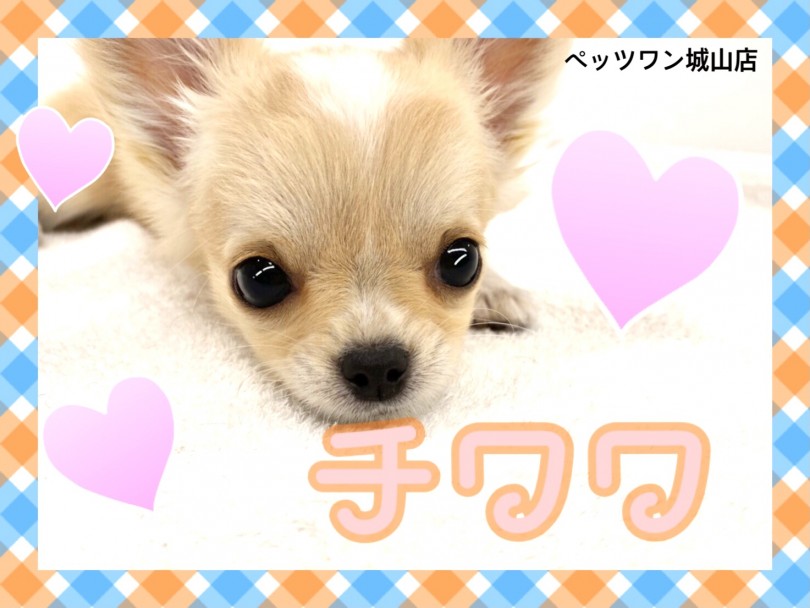 【 チワワ 】愛くるしさ抜群の超パピーフェイスチワワ