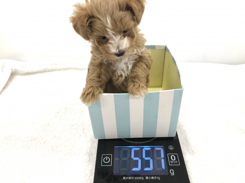 大人になると2.0～4.0kgになると予想しています | MIX犬 マルプー （118561） - 城山店