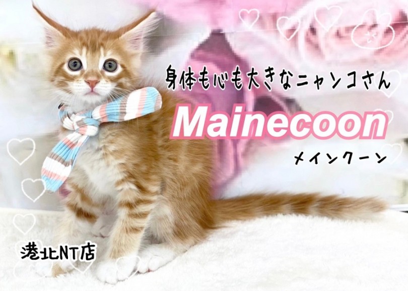【 メインクーン 】賢く！穏やか！美形！モフモフな大型猫種の男の子