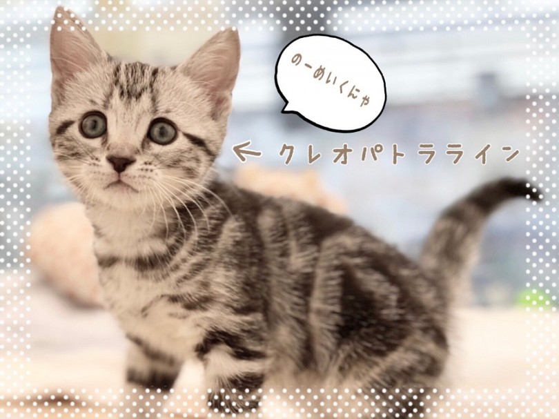 とっても美形なお顔立ち♡ | アメリカンショートヘア （312014） - 港北ニュータウン店