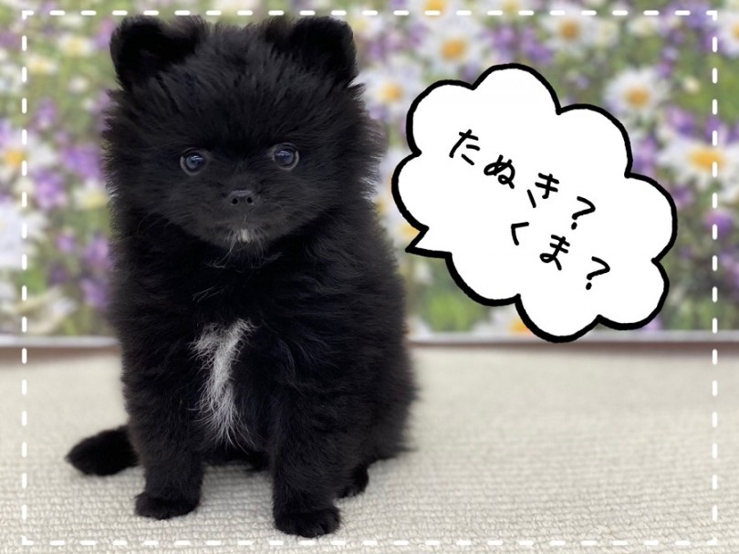 光沢のある真っ黒なカラーにアゴと胸元に白のアクセント | ポメラニアン （312020） - 港北ニュータウン店