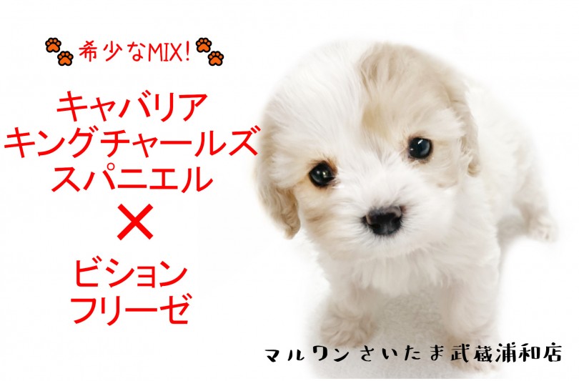 【 MIX・キャバリア×ビション 】人気の最先端！可愛い希少ハーフ犬を徹底解説！