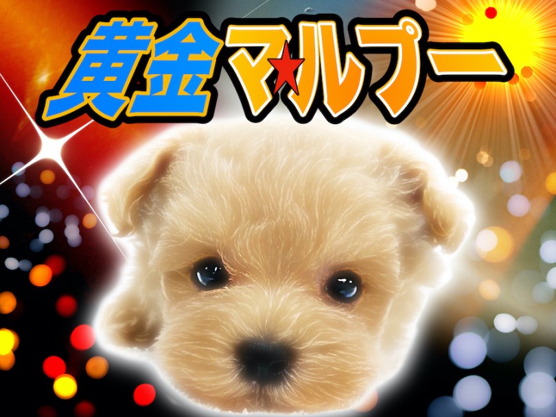 【 MIX 】究極の癒し系！トイプードルとマルチーズのハーフ！黄金マルプー！