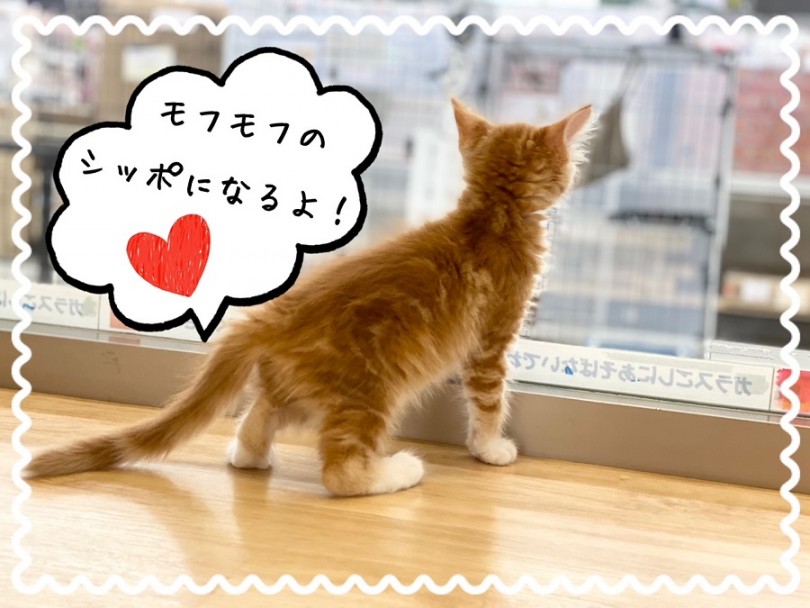 メインクーンの被毛は長くフサフサ | メインクーン （312017） - 港北ニュータウン店
