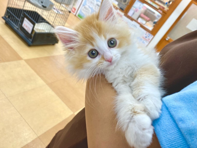 初めての猫ちゃんを考えている方でも迎え入れやすい性格の猫ちゃんなのでオススメなんです♪ | ラガマフィン （116564） - 下丸子店
