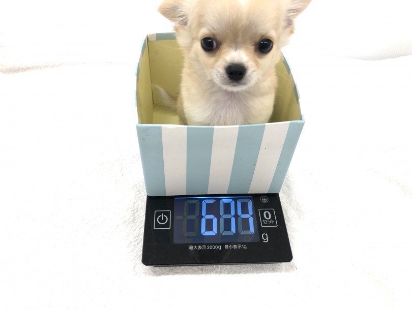 生後2ヵ月を超えたのに体重は674g | チワワ （118560） - 城山店