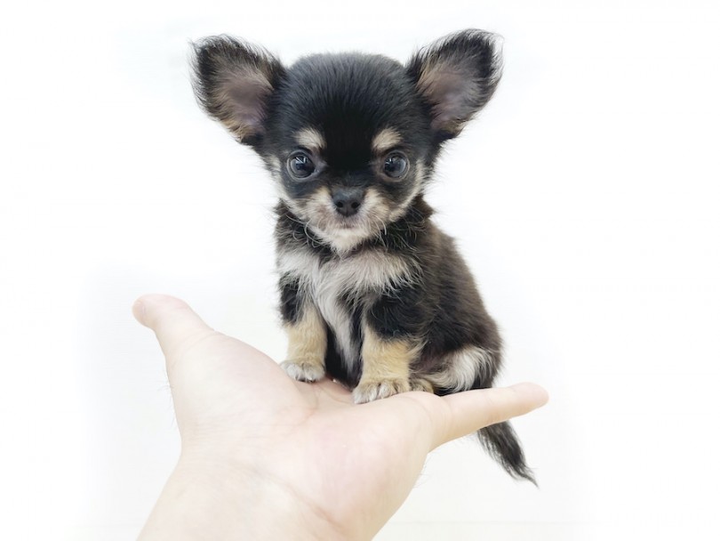 ワンちゃんが手に乗るって凄いですよね | チワワ （814686） - 大和 相模大塚店