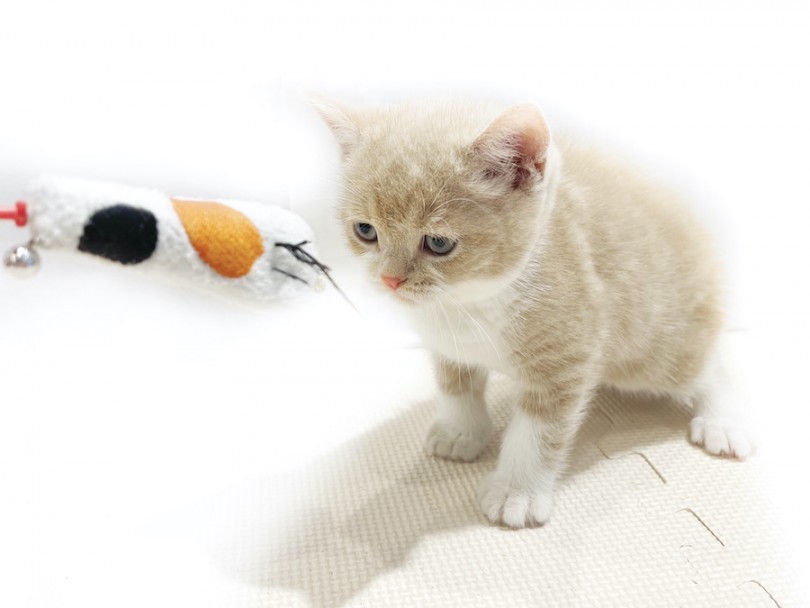 初めての猫じゃらしに挑戦！表情が面白くて可愛いのです♪ | ブリティッシュショートヘア （11840） - 横浜 白楽店