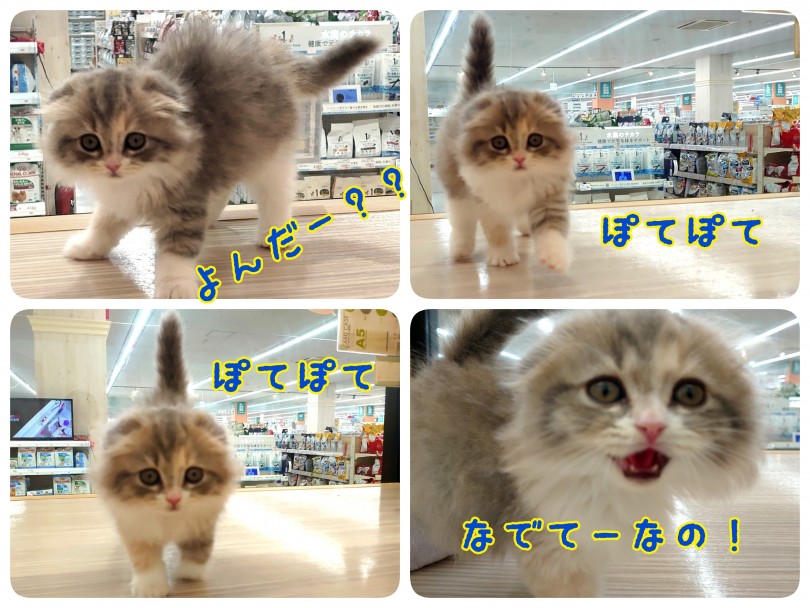 いつでもギュッとしていてね！ | スコテッシュフォールド （130325） - 高井戸店