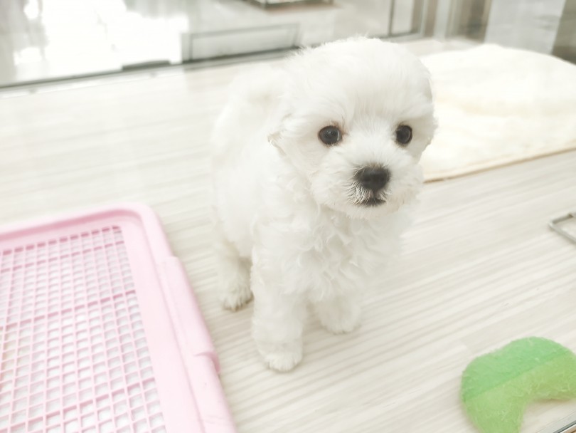 可愛さMAXのマルプーくんを家族にお迎えしてほしい | MIX犬 マルプー （512727） - 本羽田店